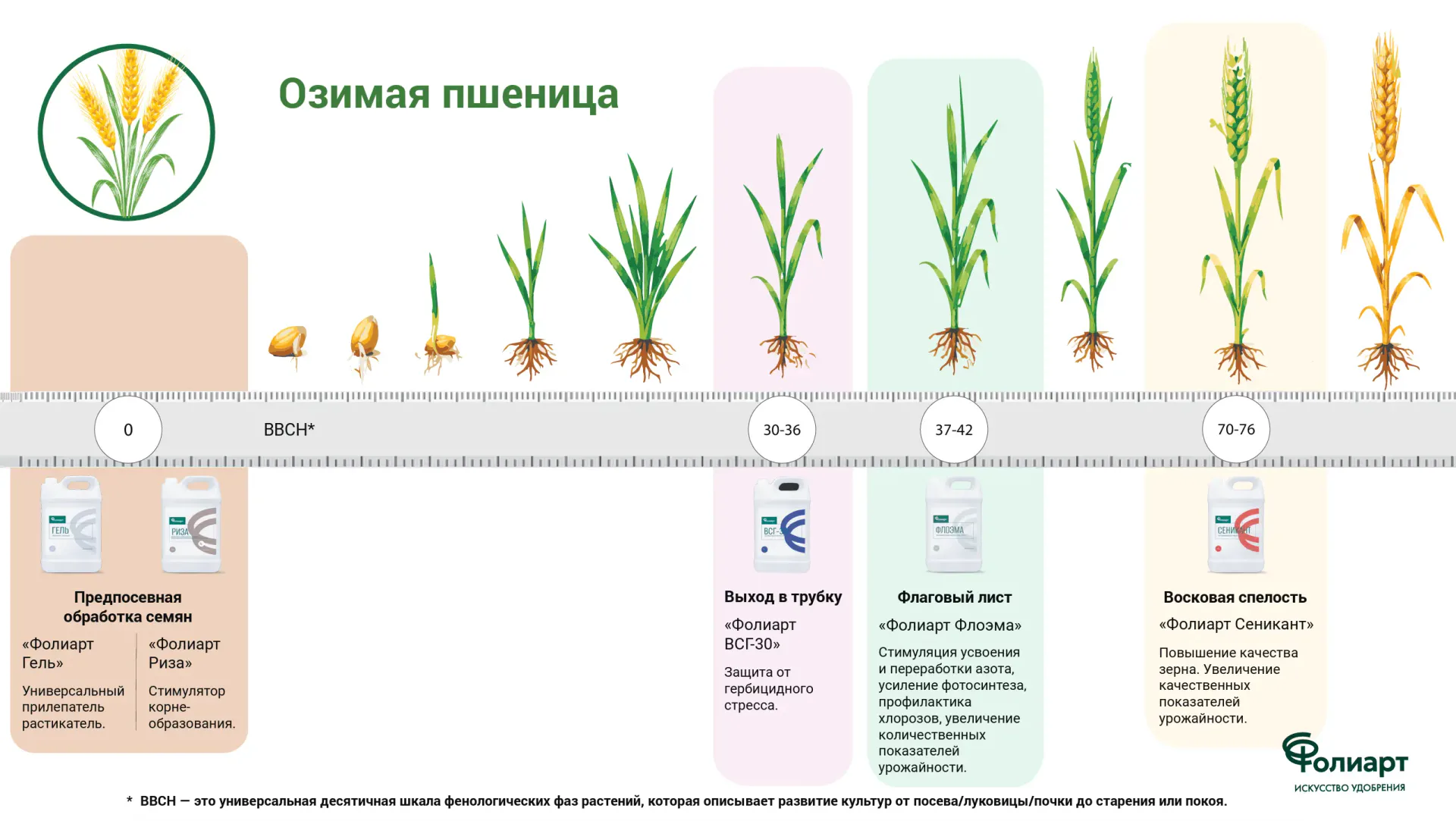 Пшеница