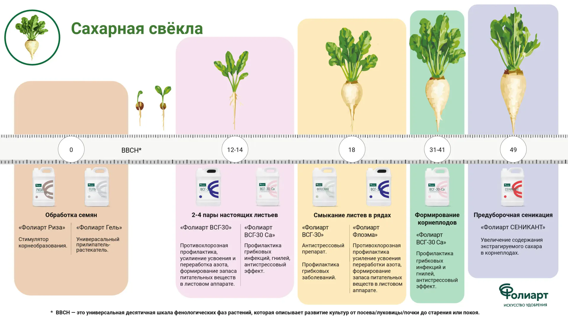 Сахарная свёкла